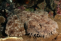 Raja Ampat 2016 - Eucrossorhinus Daypogon - Tasselled Wobbegon - Requin Tapis barbus - IMG_5319_rc